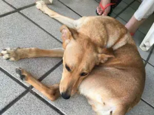 Cachorro raça Indefinida idade 2 anos nome Maria do Socorro