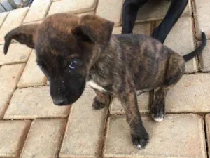 Cachorro raça Indefinida idade Abaixo de 2 meses nome Tigrados