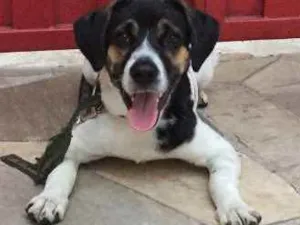 Cachorro raça Vira Lata idade 1 ano nome Jeremias