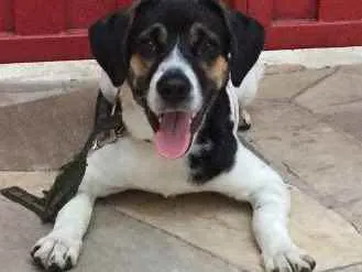 Cachorro ra a Vira Lata idade 1 ano nome Jeremias