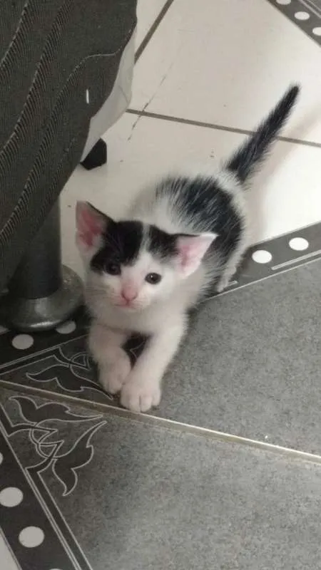 Gato raça  idade 2 a 6 meses nome Sem nome