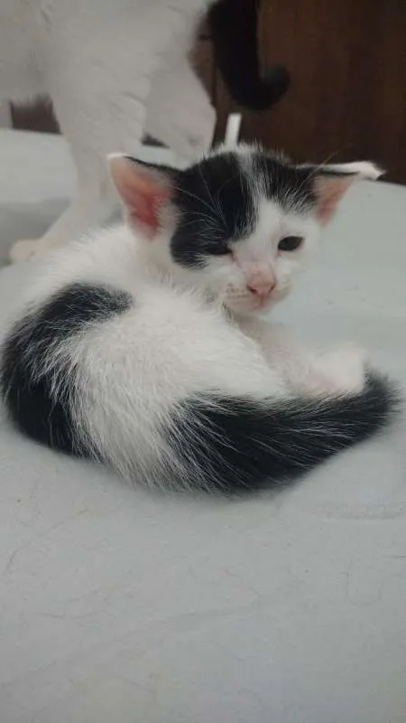 Gato raça  idade 2 a 6 meses nome Sem nome