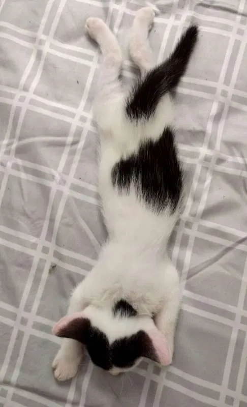 Gato raça  idade 2 a 6 meses nome Sem nome