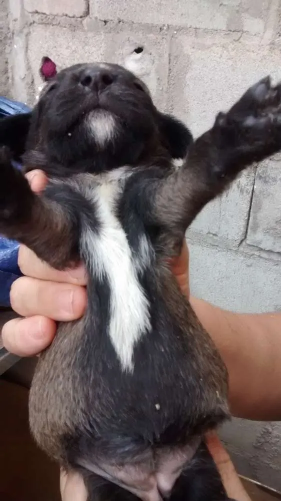 Cachorro ra a Raça indefinida idade Abaixo de 2 meses nome Sem nomes
