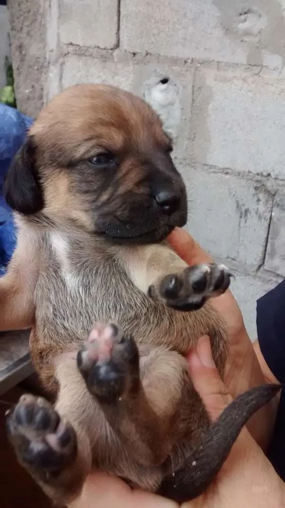 Cachorro ra a Raça indefinida idade Abaixo de 2 meses nome Sem nomes