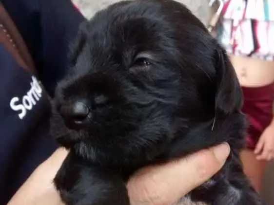 Cachorro ra a Raça indefinida idade Abaixo de 2 meses nome Sem nomes