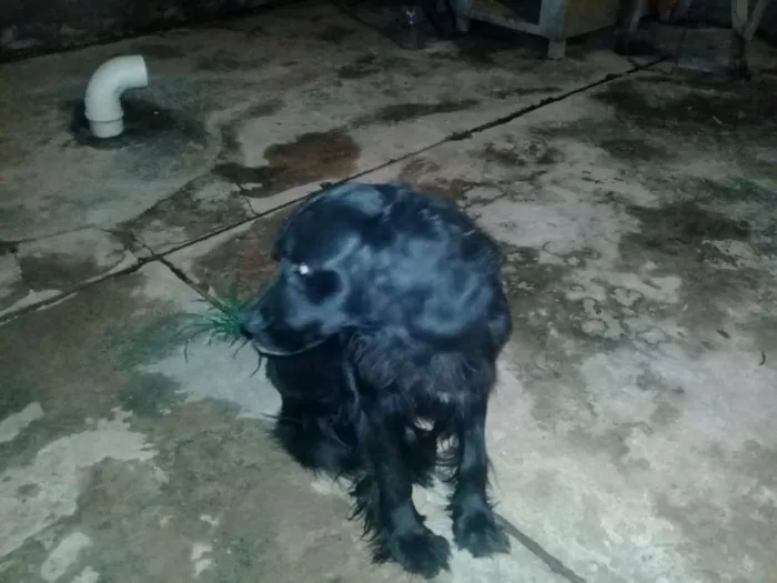 Cachorro raça MISTURA idade 4 anos nome BORIS