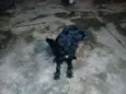 BORIS