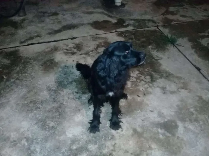 Cachorro raça MISTURA idade 4 anos nome BORIS