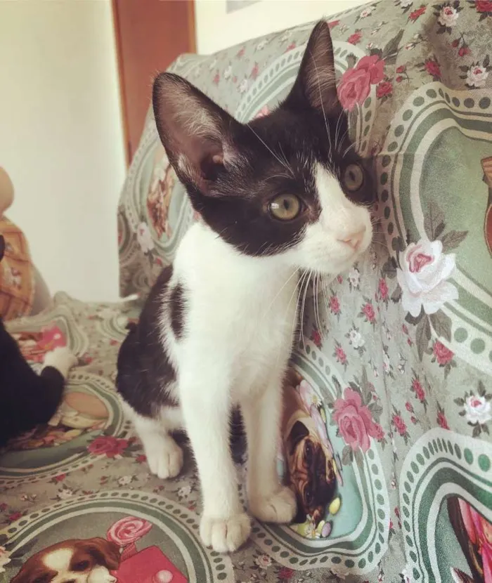 Gato ra a Srd idade Abaixo de 2 meses nome Aurora