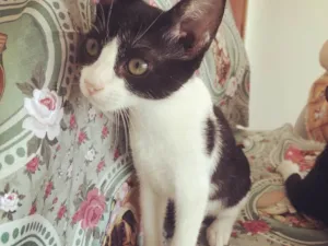 Gato raça Srd idade Abaixo de 2 meses nome Aurora