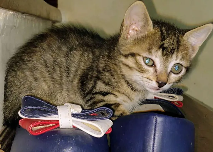 Gato ra a SRD idade 2 a 6 meses nome Filhotes