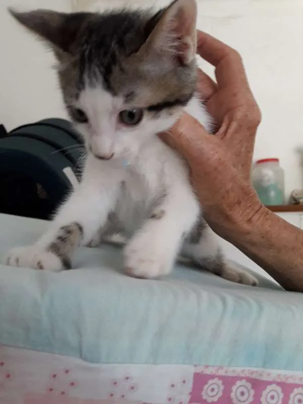 Gato raça felina idade 2 a 6 meses nome Kaue
