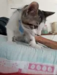 Kaue