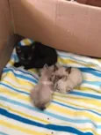 4 gatinhos