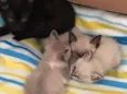 4 gatinhos