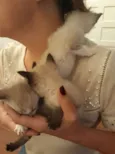 4 gatinhos
