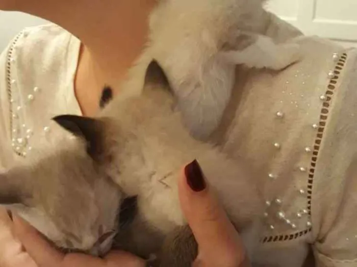 Gato ra a Vira lata idade Abaixo de 2 meses nome 4 gatinhos