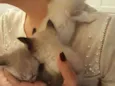 4 gatinhos
