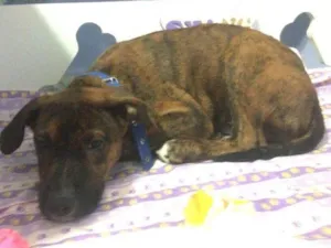 Cachorro raça Mix de pit idade 2 a 6 meses nome Tiger