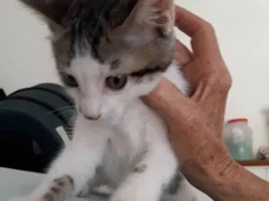 Gato raça felina idade 2 a 6 meses nome Kaue