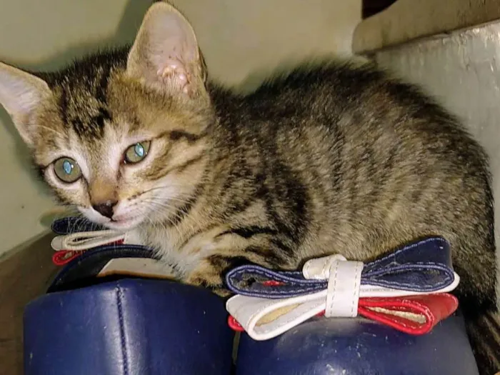 Gato ra a SRD idade 2 a 6 meses nome Filhotes