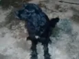 BORIS