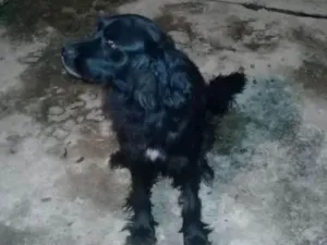 Cachorro raça MISTURA idade 4 anos nome BORIS