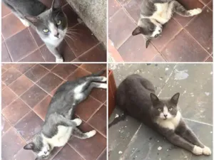 Gato raça Nao sei identificar a raça idade 2 a 6 meses nome S/nome