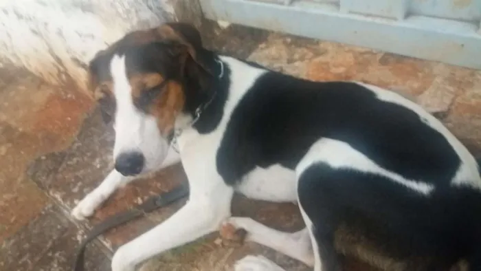 Cachorro ra a Vira Lata idade 1 ano nome Maju