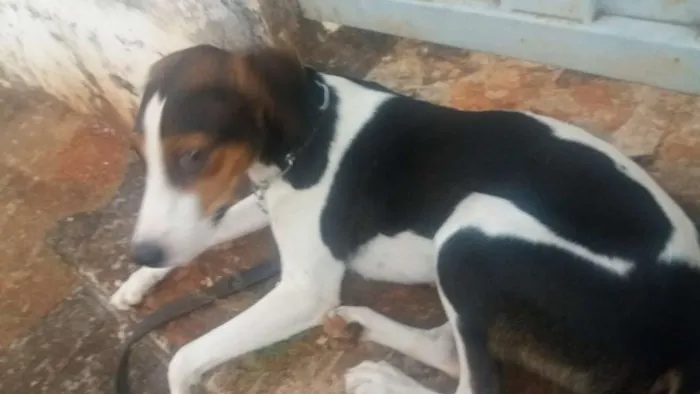 Cachorro ra a Vira Lata idade 1 ano nome Maju