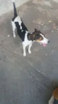 Maju