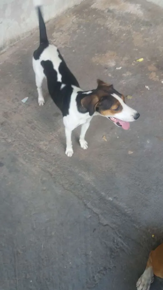 Cachorro ra a Vira Lata idade 1 ano nome Maju