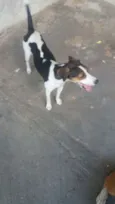 Maju