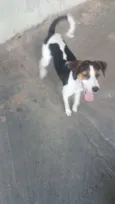 Maju