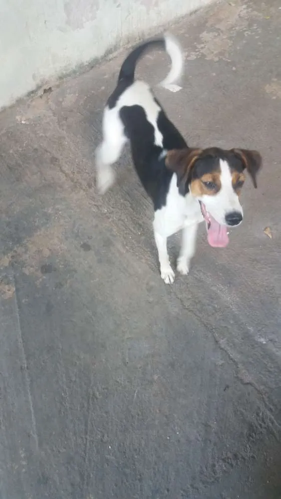 Cachorro ra a Vira Lata idade 1 ano nome Maju