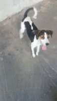 Maju