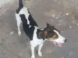 Maju