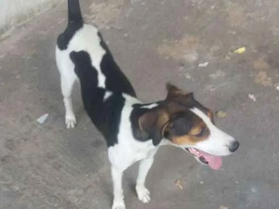 Cachorro ra a Vira Lata idade 1 ano nome Maju
