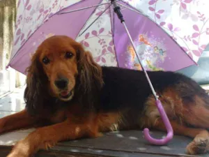 Cachorro raça Cocker Spainel mist Vira Lata  idade 6 ou mais anos nome Lola