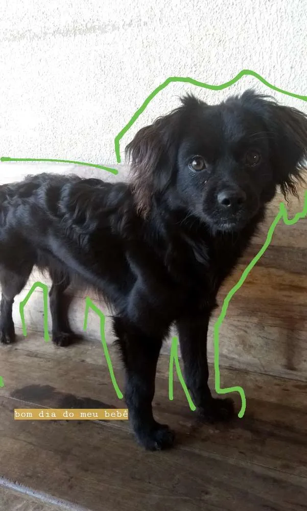 Cachorro ra a Vira lata  idade 7 a 11 meses nome Frederico