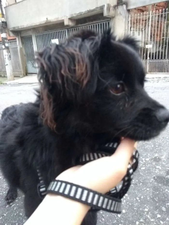 Cachorro ra a Vira lata  idade 7 a 11 meses nome Frederico