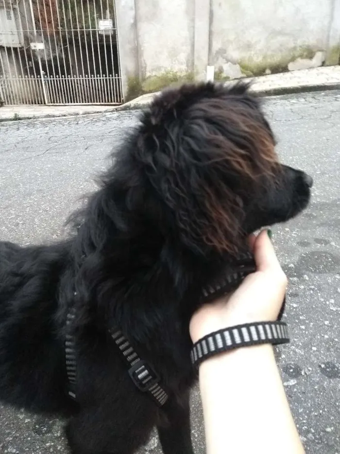 Cachorro ra a Vira lata  idade 7 a 11 meses nome Frederico