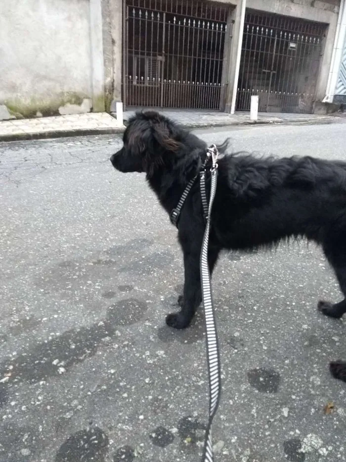 Cachorro ra a Vira lata  idade 7 a 11 meses nome Frederico