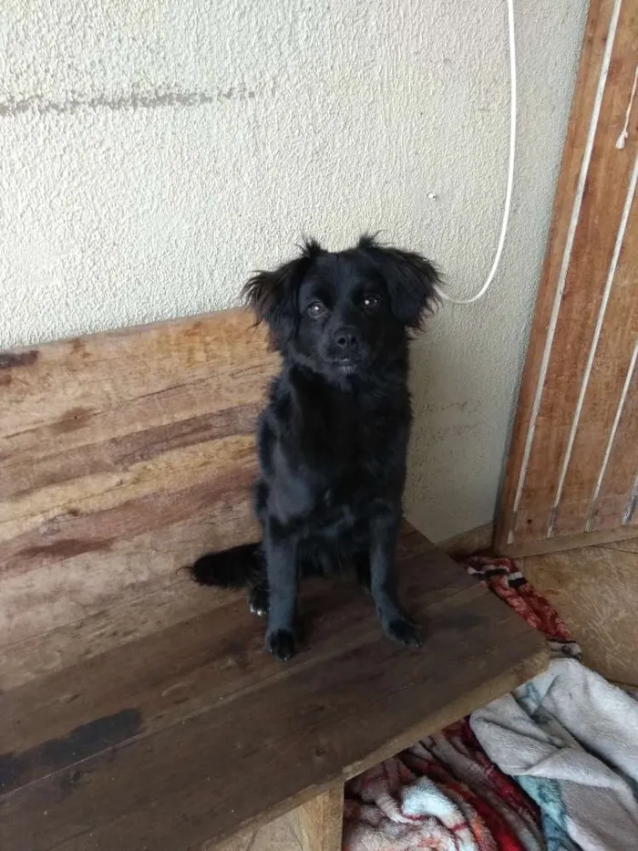 Cachorro ra a Vira lata  idade 7 a 11 meses nome Frederico