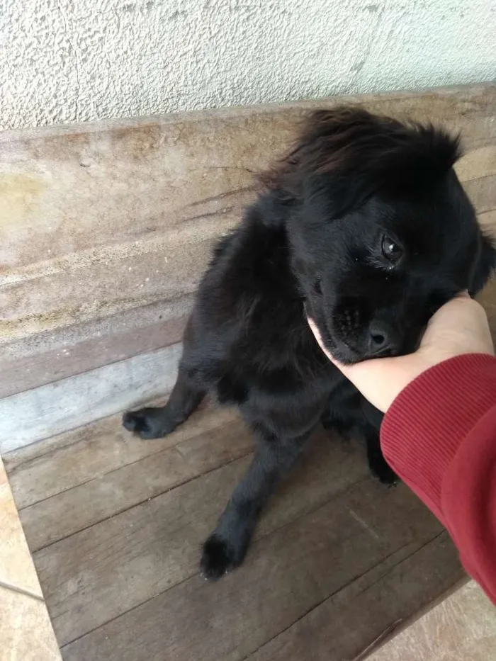 Cachorro ra a Vira lata  idade 7 a 11 meses nome Frederico