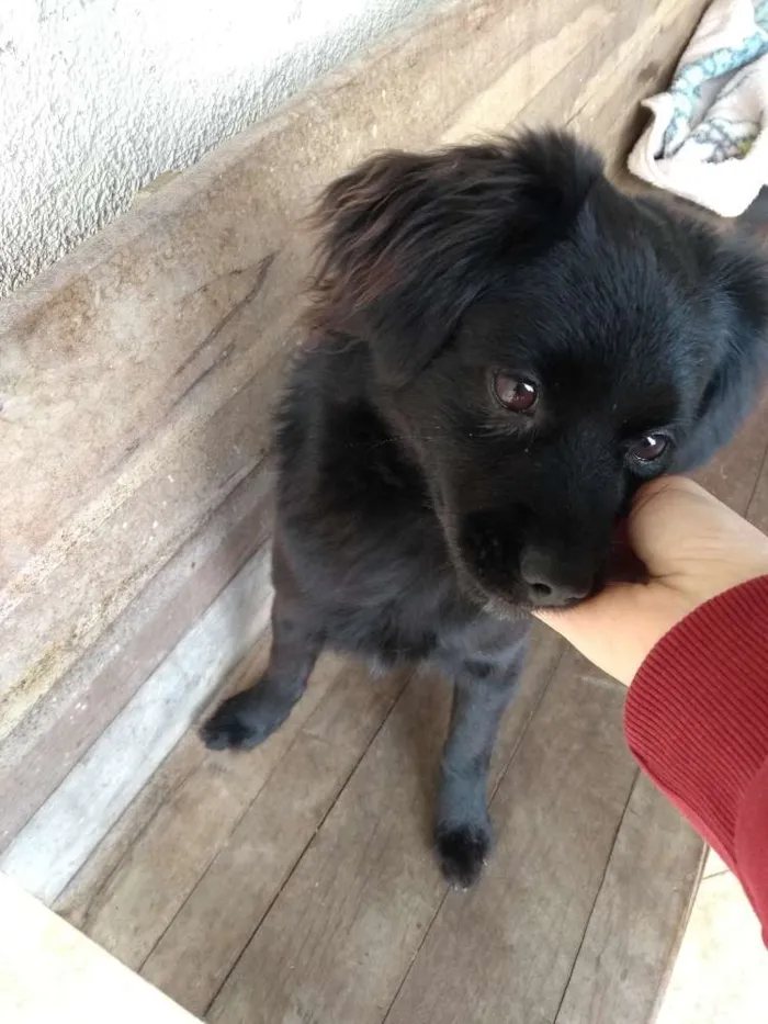 Cachorro ra a Vira lata  idade 7 a 11 meses nome Frederico
