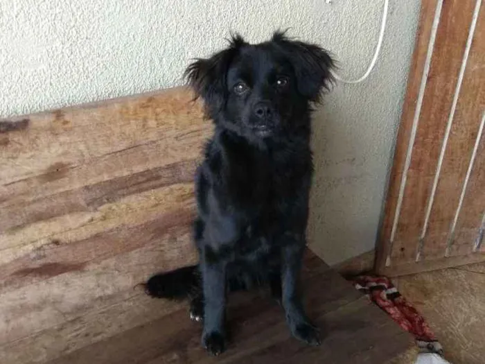 Cachorro ra a Vira lata  idade 7 a 11 meses nome Frederico