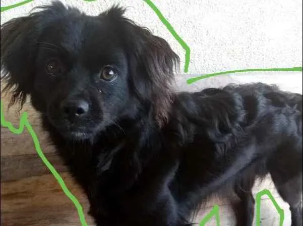 Cachorro ra a Vira lata  idade 7 a 11 meses nome Frederico