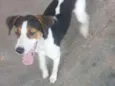Maju
